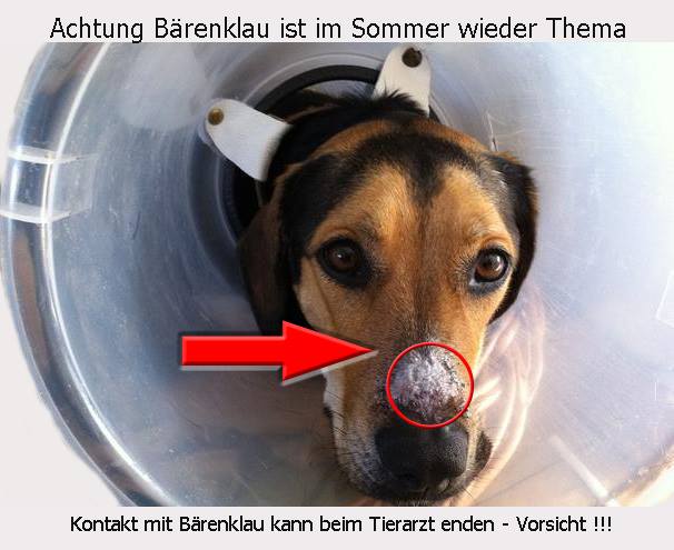 Achtung sie auf ihren Hund = Riesenbärenklau, Herkulesstaude
